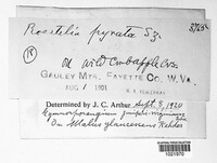 Gymnosporangium juniperi-virginianae image